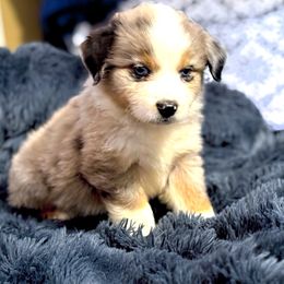 Indigo - Blue merle male Miniature Australian Shepherd puppy in Dallas, Waco, And Tyler, Texas from Beulah Aussie Farms Texas
