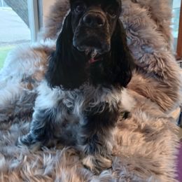 Cocker Spaniel Puppies from Riegelz Cockers