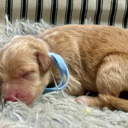 Sunny blue - Apricot male Goldendoodle puppy in Lakeland, Florida from Poodles Doodles Standard and Mini LLC