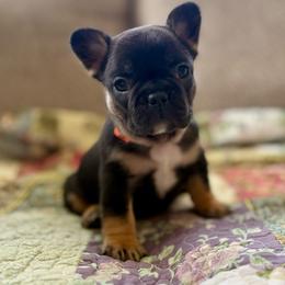Bliss - Black and tan female French Bulldog puppy in Greeley, Colorado from Mandy Moon French Bulldogs