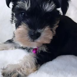 Miniature Schnauzers from Yessie Schnauzers