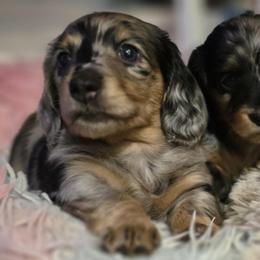 Black tan dapple - Black and tan male Dachshund puppy in Ethel, Washington from Mickey's Miracle Doxies