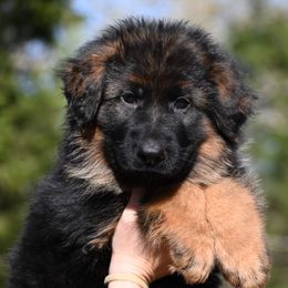 Cedar - Black and red German Shepherd puppy in Canton, Texas from WILDWOOD GERMAN SHEPHERDS