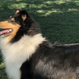 Collies from Gambit Collies