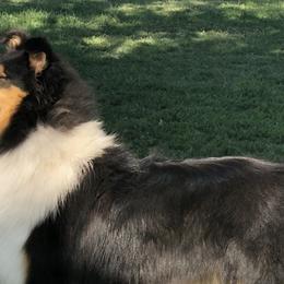 Collies from Gambit Collies