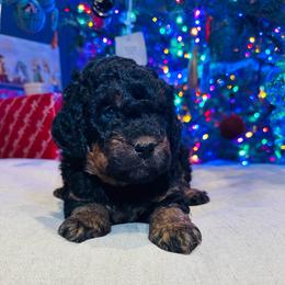 North - Phantom male Bernedoodle puppy in Sherman, Illinois from Shirl Doodle Life