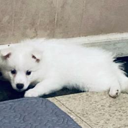 Nola Bella - White female American Eskimo Dog puppy in Westwego, Louisiana from Connie's American Eskimo Dogs and Mini Australian Shepherd Dogs