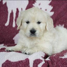 Foster - Light golden male Golden Retriever puppy in Saint Joe, Indiana from Golden Acres Farm