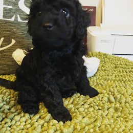 Poodle and Yorkshire Terrier Puppies from Keystone Poodles