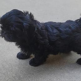 Shih Tzu Puppies from AKC Shih Tzu Champion Line Puppies