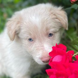 Gray Collar - White and gold male Border Collie puppy in Gadsden, Alabama from Collie Wood Hills