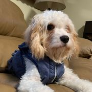 Cavachons from Caraid Cavachons