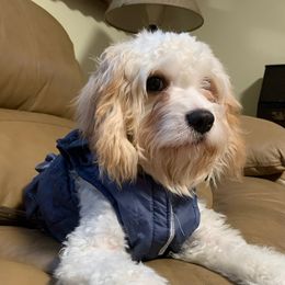 Cavachons from Caraid Cavachons