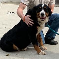 Gem - Bernese Mountain Dog