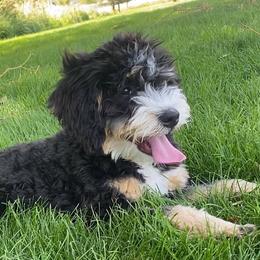 Leia - Bernedoodle