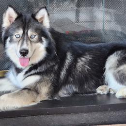 Siberian Huskies from Xavier's Home for Gifted Huskies