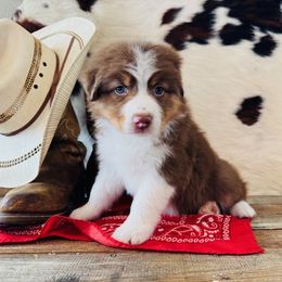 'Dori' - Red tri-color female Australian Shepherd puppy in Durand, Wisconsin from Larson’s Legacy Aussome Aussie Kennels