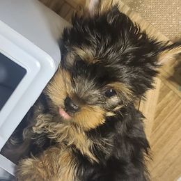 Poodle, Shih Tzu, and Yorkshire Terrier Puppies from Adorable Puppy Paws