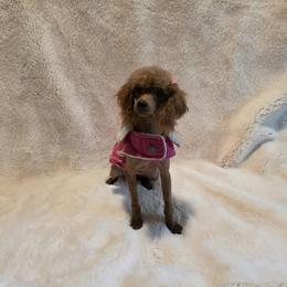 Scarlet - Poodle
