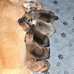 Boy 1 - Sable male American Corgi puppy in Tallahassee, Florida from Koko's Korgis