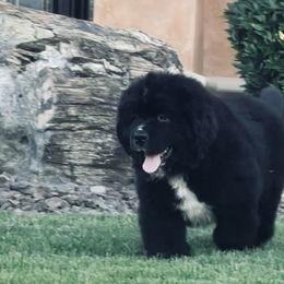 Bright Blue - Black male Newfoundland puppy in Richland, Washington from CBN