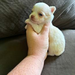 Puppy 1 - Cream and white male Chihuahua puppy in Springfield, Missouri from Casadelopez Tails