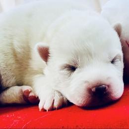Pearl - White female Siberian Husky puppy in Atlanta, Georgia from Lobban Huskies