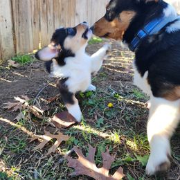 Pembroke Welsh Corgi Puppies from Shelly Bean Corgis