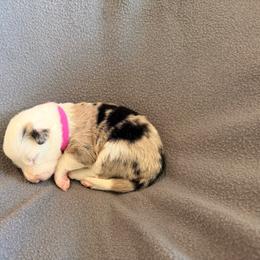 Aurora (Pink Collar) - White and blue merle female Border Collie puppy in Lula, Georgia from Silver Creek Ridge
