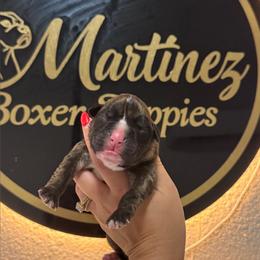 Girl 2 - Brindle female Boxer puppy in Orlando, Florida from Martinez AKC Boxers of Central Florida