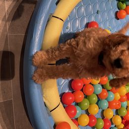 Goldendoodle Puppies from Ming’s Dynasty Doodles