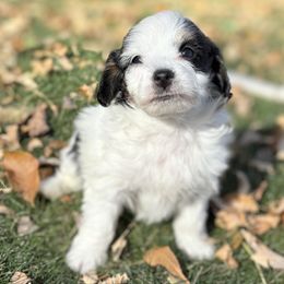 Athena - Black and white female Bernedoodle puppy in Larimer County, Colorado from Puppy Love Doodles