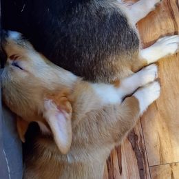 Pembroke Welsh Corgis from Mary Calanche's Pembroke Welsh Corgis
