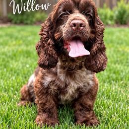 Willow - Cocker Spaniel