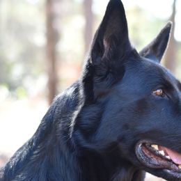 German Shepherds from IchBin Gesegnet