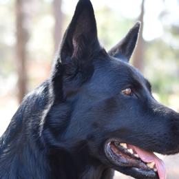 German Shepherds from IchBin Gesegnet