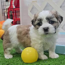 Leo - Brindle and white male Mal-Shi puppy in Aurora, Missouri from KnJ Precious Paws LLC
