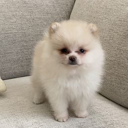 Buster - Cream male Pomeranian puppy in Citrus Heights, California from Yev and Marina's Pomeranians (AKC)