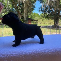 French Bulldog Puppies from Just Us Frenchies