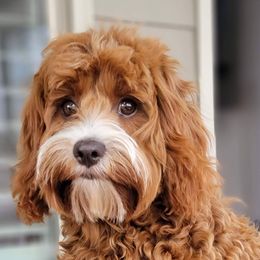 Honey - Cavapoo