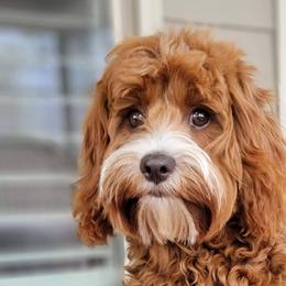 Honey - Cavapoo