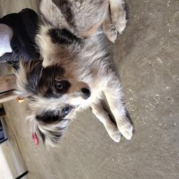 Vega - Toy Australian Shepherd