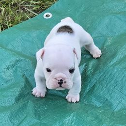 Boy 2 - male Bulldog puppy in Dublin, Georgia from Chief Bulldogs