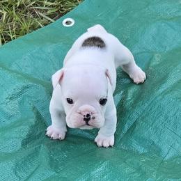 Boy 2 - male Bulldog puppy in Dublin, Georgia from Chief Bulldogs