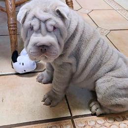 Chinese Shar-Pei Puppies from DCSHARPEI