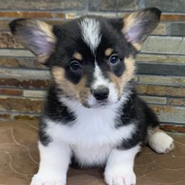 Pembroke Welsh Corgi Puppies from VIP Stables