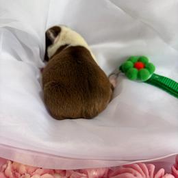Green collar - Seal and white female Boston Terrier puppy in Sunnyside, Washington from Boston Terriers