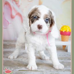 Claire - Merle female Cockapoo puppy in Connersville, Indiana from Deaz Doodle Ranch