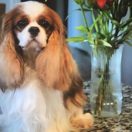 Cavalier King Charles Spaniel Puppies from Castlemar Cavaliers