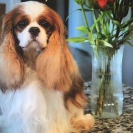 Cavalier King Charles Spaniel Puppies from Castlemar Cavaliers